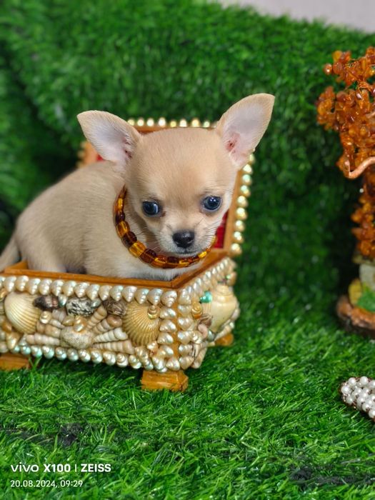 Продам шикарных щенков чихуахуа