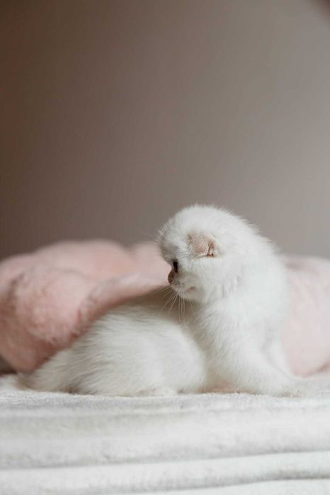 Шотландские Золотые Котята