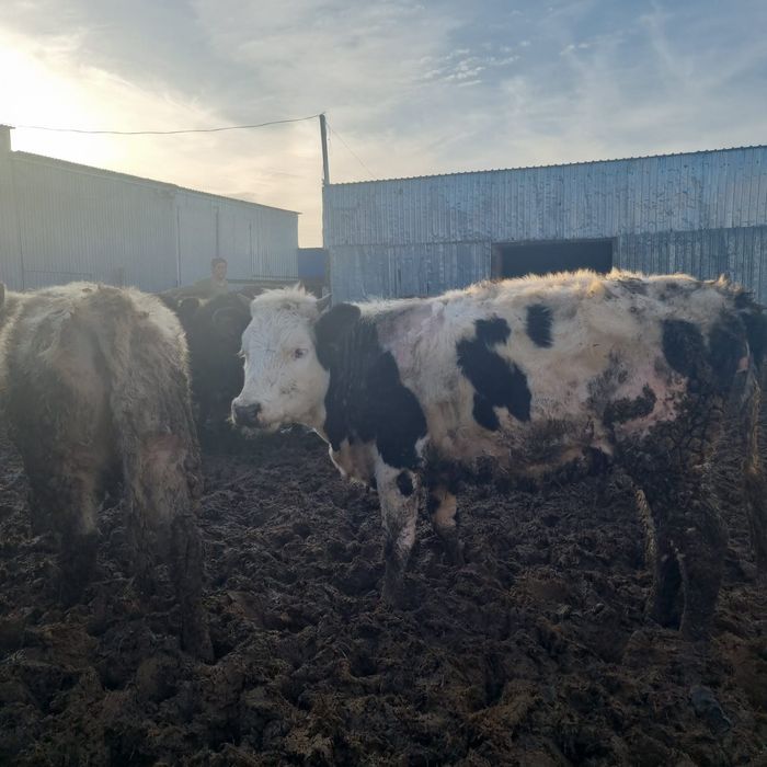 В продаже телки.