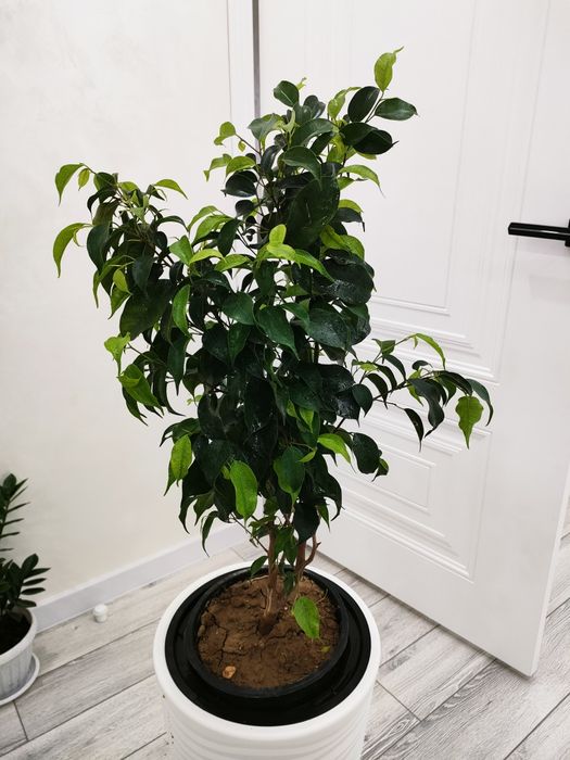 Комнатные растения. Доставка