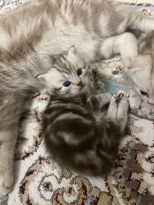 Шотландские котята