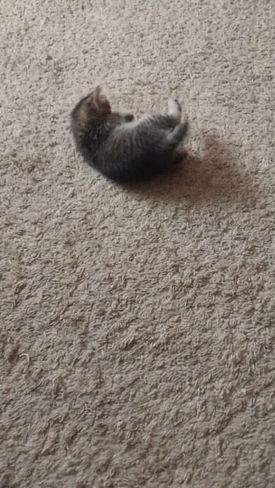 котята милые игривые мальчики