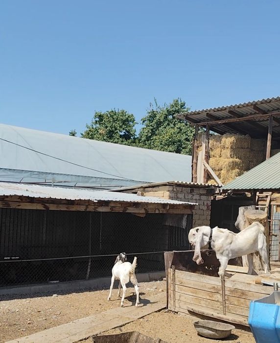Гулаби козел, крупный,