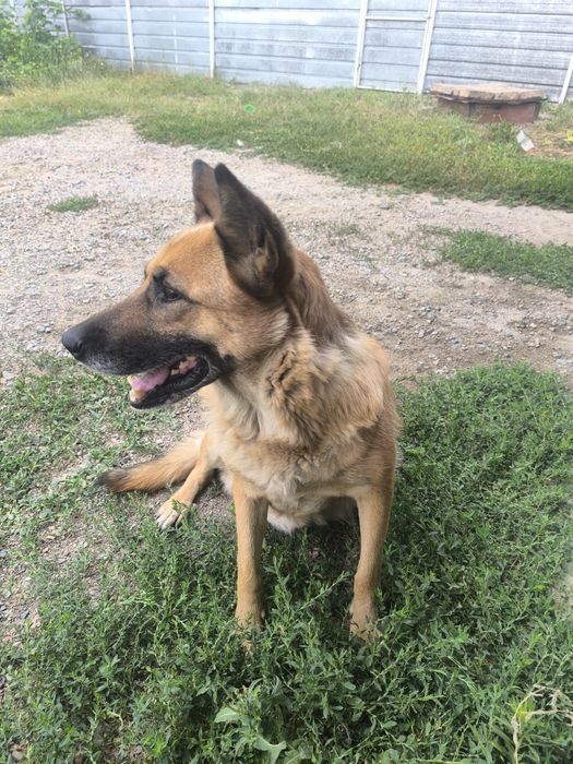 Вязка девочка нужен кабель овчарка