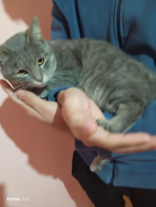 Muizza mushuk srochna sotiladi