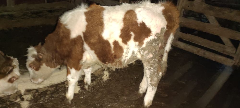 Бұқа, қашарлар симментал