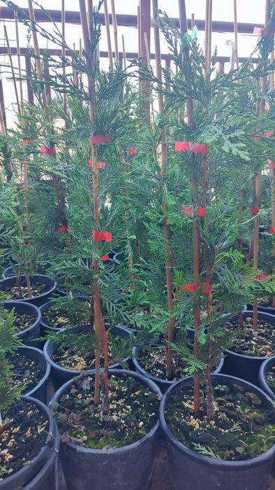 Купресоципарис Лейланди