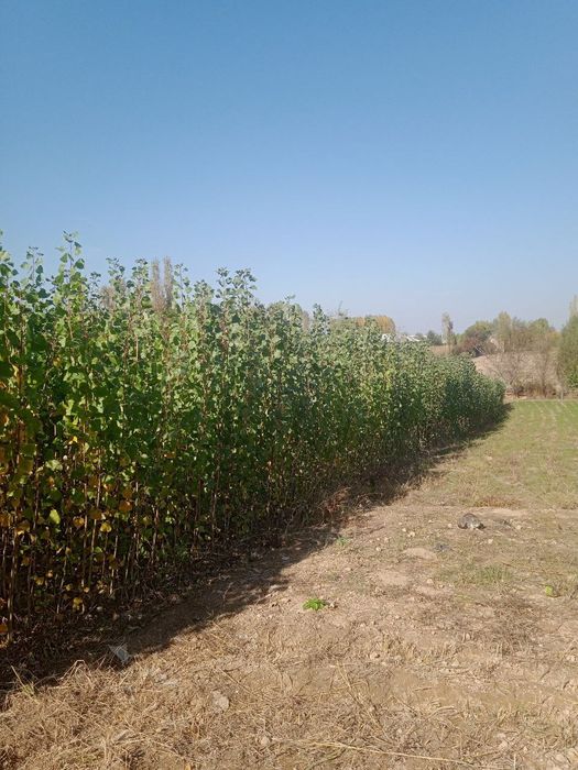 Терак кочат Terak kòchat