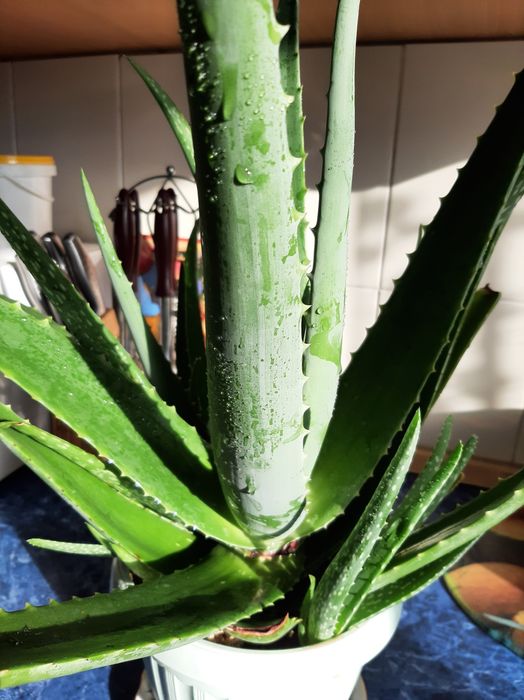 Алоэ.Лекарственное растение.,