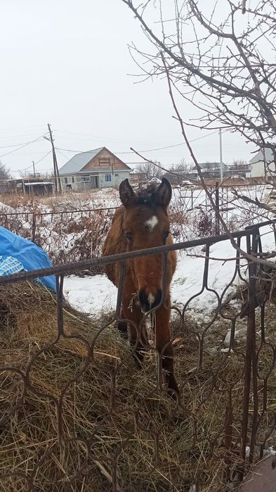 Продается лошадь