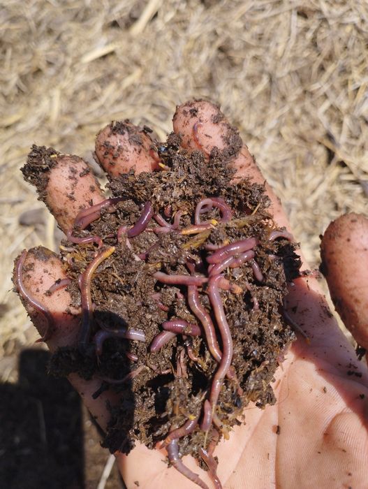 Тоза Калифорния е́мгир чувалчанглари