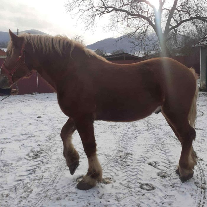 Vând mânz de 2 ani