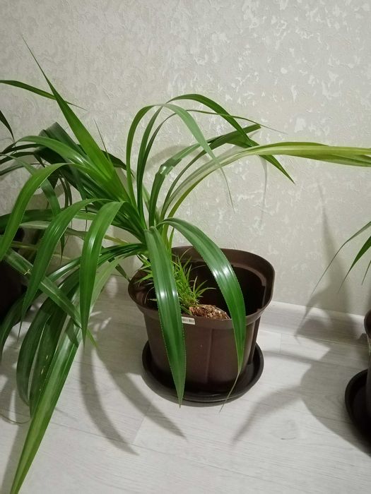 Продаю большие ростки.