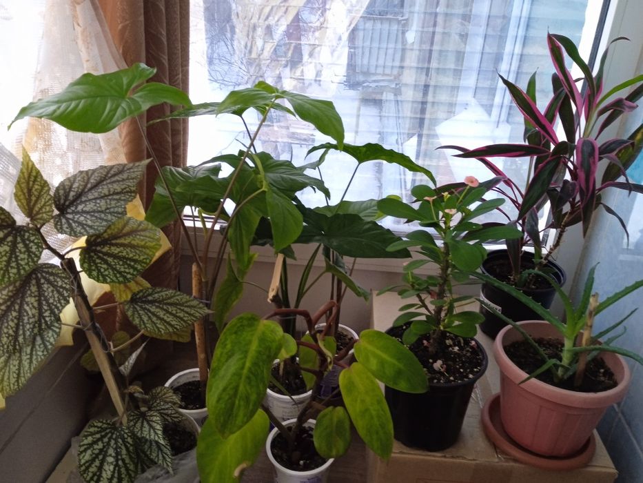 Продажа комнатных цветов