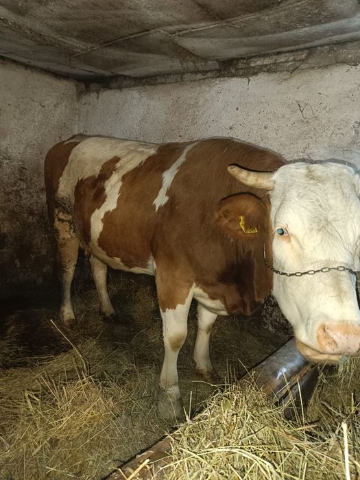 Vand jurinca la a 2fatare gestanta