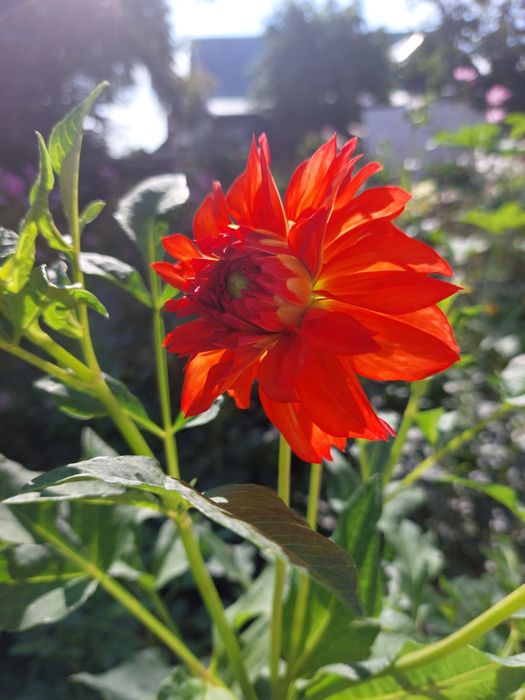 Продаются клубни георгин