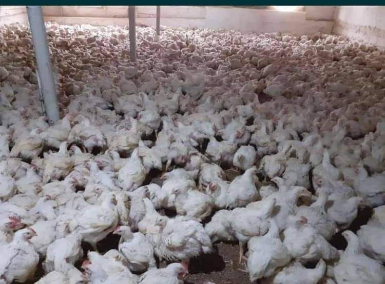 Vindem pui alb  de carne si pui rasa mixtă