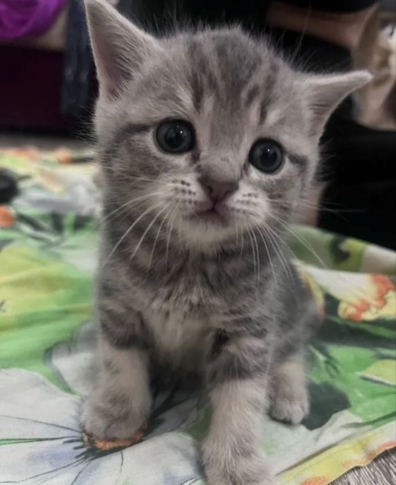 Предлагаютсяя Котята