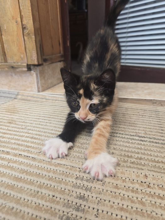 Оранжеви котенца