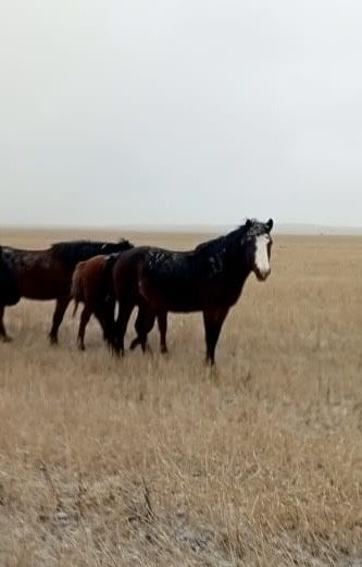 Продам айғыр 4 жасар.