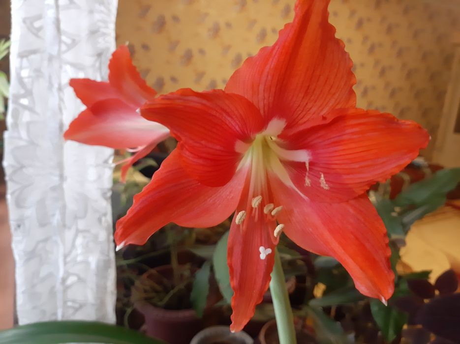 Цветущий амариллис 3300