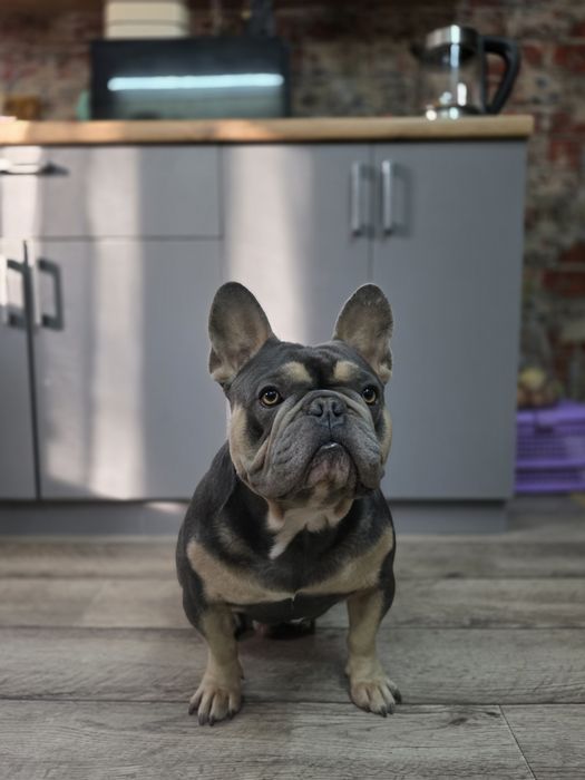 Вязка, Французкого Бульдога