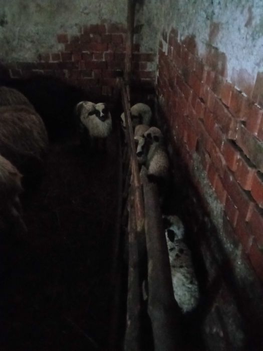 Oi fătătoare de vanzare