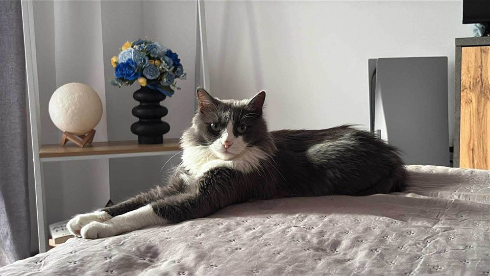 Ofer spre adoptie pisica (motan) in județul Cluj