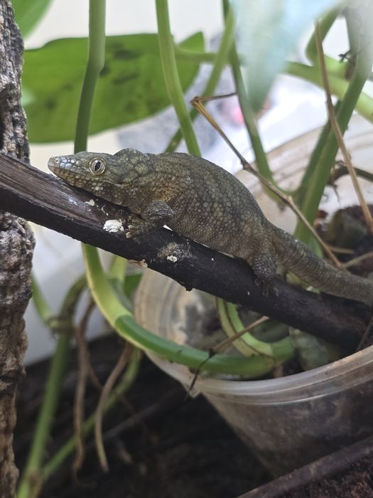 Chameleon gecko/ Eurodactylodes agricolae