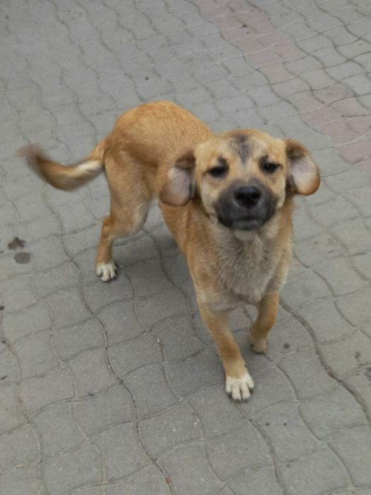 СРОЧНО отдам собаку