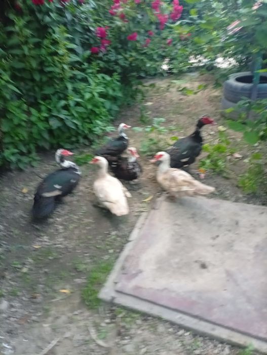Vând rațe mute și rățoi doi și patru rațe vârstă un an