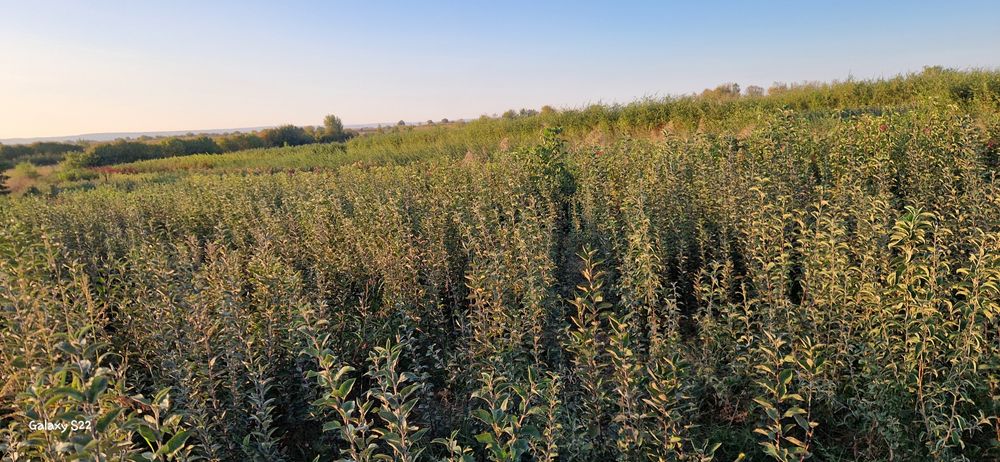 Кошет ассортимент. Саженцы ассортимент