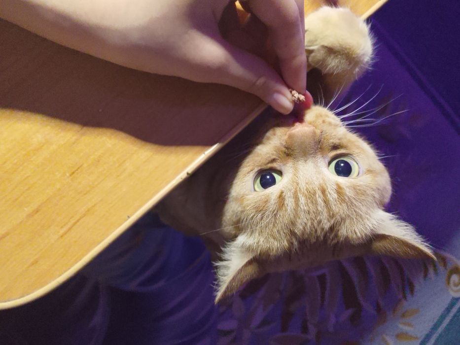 Отдам кота в добрые руки