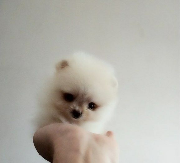 Самые маленькие и самые милые щенки в мире Померанского шпица