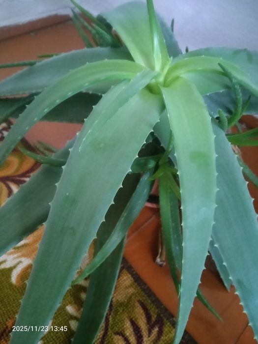 Алое вера продам