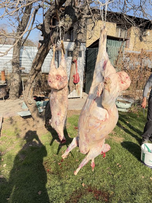 Мясо баранина свежее