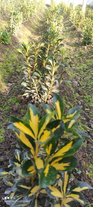 Оптом цены! бересклет выращенные с любовью дедушкой садовником