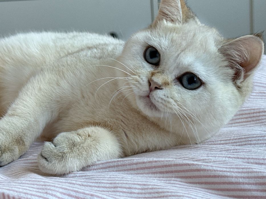 Fetita superba british shorthair! Certificat pedigree!