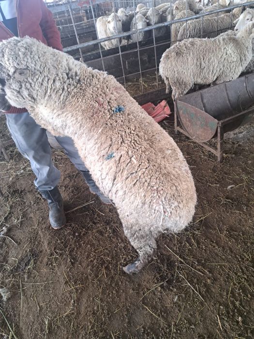 Бараны Қойлар доставка резка