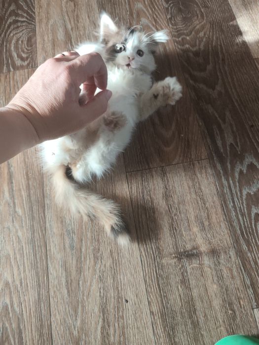 Котенок девочка 1.5 мес