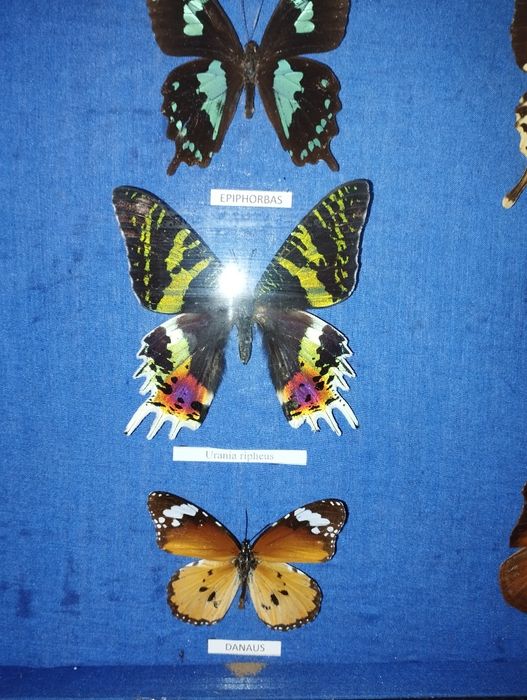 Препарирани пеперуди