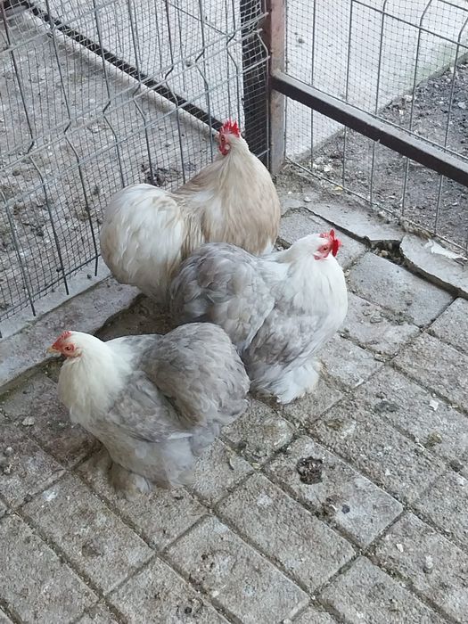 Cochinchina pitic Bobtail