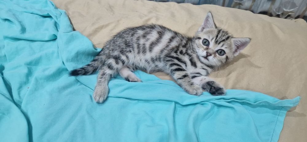 Шотландские Скоттиш Фолд