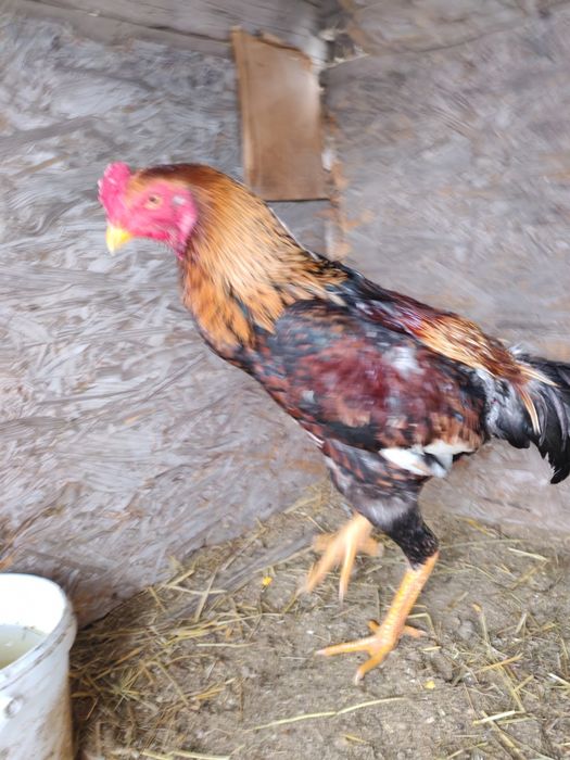 Продам хороших петушков  шамо микс