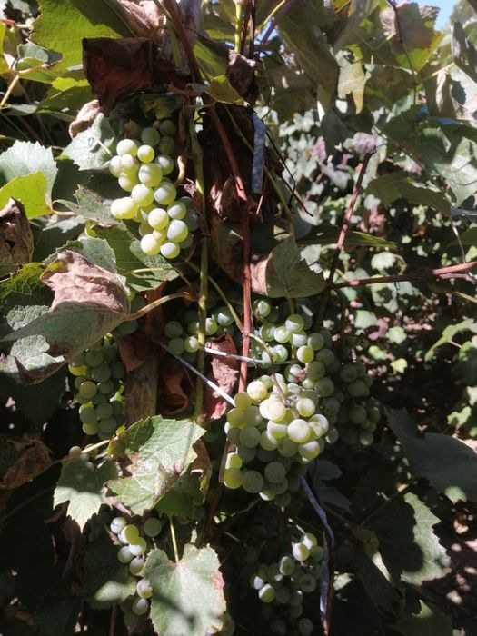 Struguri Capsunica Alba