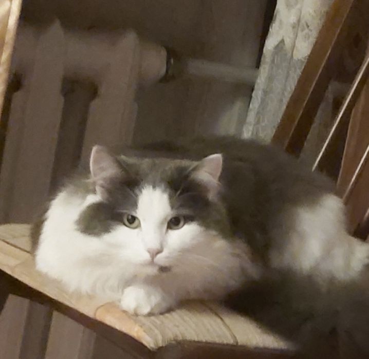 Ищем семью котику
