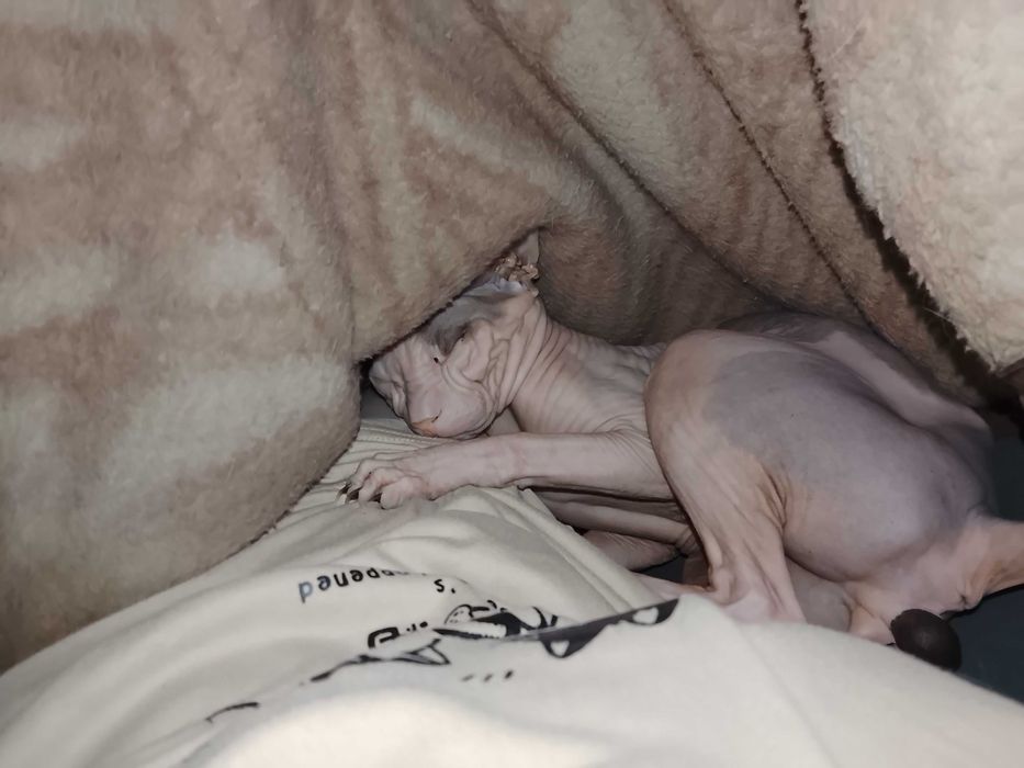 Отдам сфинкса в добрые руки