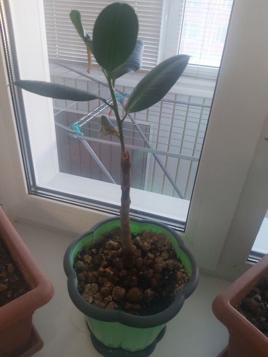 Фикус каучуконосный