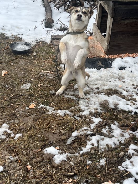 чехословацкая собака