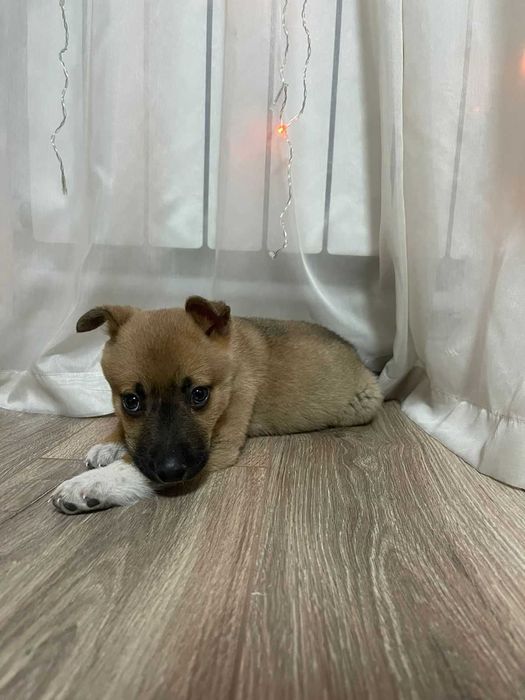 Щенок , возраст примерно месяц